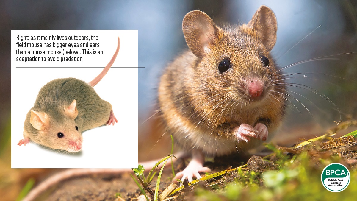 Field mouse identification British Pest Control Association PPC107 Field mouse identification British Pest Control Association PPC107